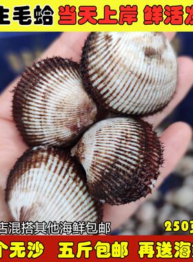 鲜活毛蛤新鲜海捕无沙发货包邮
