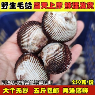 海鲜鲜活毛蛤 新鲜蛤蜊 大毛蛤海捕贝类血蛤大毛蚶海毛蛤水产贝类