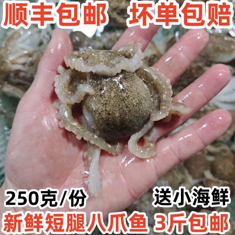 短腿八爪鱼 鲜活 迷你小八爪鱼网红爆头八爪鱼冷冻海鲜水产小章鱼