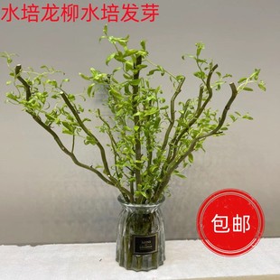 水培植物龙柳鲜枝切花水养绿植雪柳干支室内吊钟泡水长根树枝装饰
