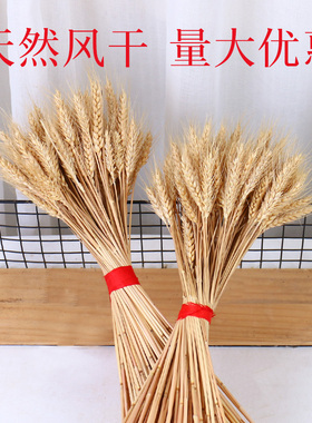 干花小麦稻穗天然麦穗真正麦子大麦杂粮橱窗农家乐装饰拍摄道具