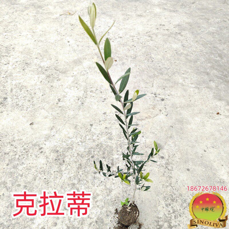 油橄榄苗木 克拉蒂coratina庭院行道建园带钵常绿景观果油多用树