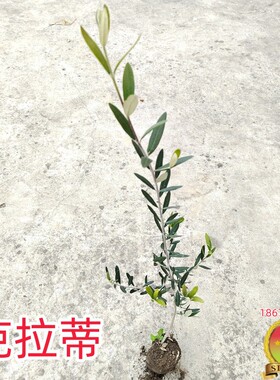 油橄榄苗木 克拉蒂coratina庭院行道建园带钵常绿景观果油多用树