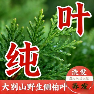 侧柏叶现摘野生新鲜扁柏树乌发泡酒生发防脱洗头养发侧柏叶新鲜