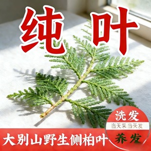 野生新鲜现摘侧柏叶扁柏叶柏树枝叶洗头发养发护发泡酒烟熏腊肉