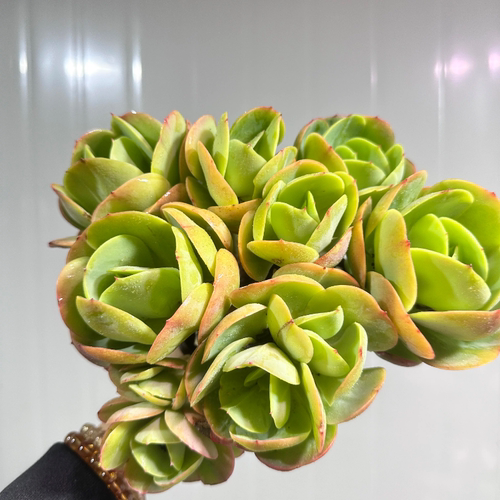 鸡蛋碧桃 少量现货 精品多肉植物