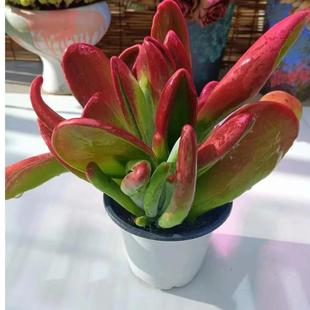 火狐狸多肉 适合新手养（图片仅供参考）