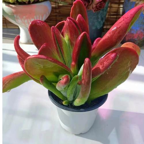 火狐狸多肉 适合新手养（图片仅供参考）