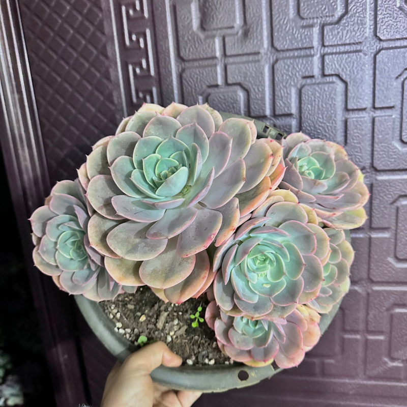 蓝色苍穹多肉植物老桩