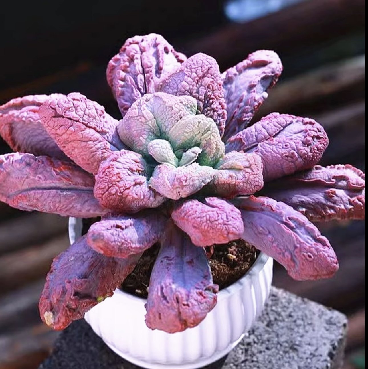 狂野男爵老桩多头多肉植物易养活（发货单头起）