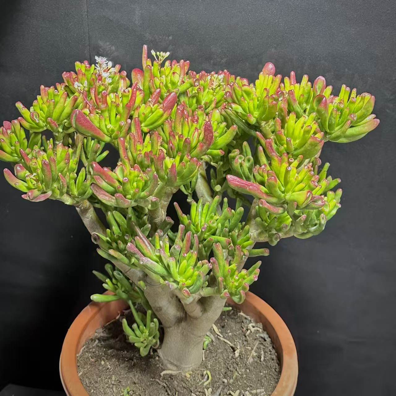 老桩吸财树 多肉植物  大颗,鲜花速递/花卉仿真/绿植园艺,多肉植物,淘宝优惠券,粉丝福利购,淘宝优惠卷