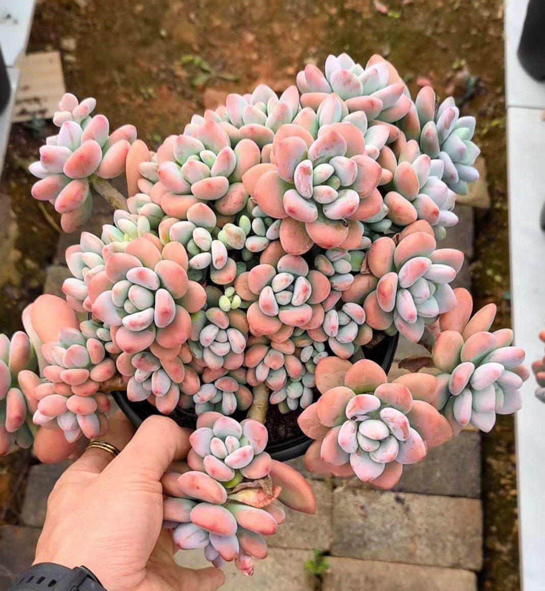 洛神 多肉植物 （少量库存）