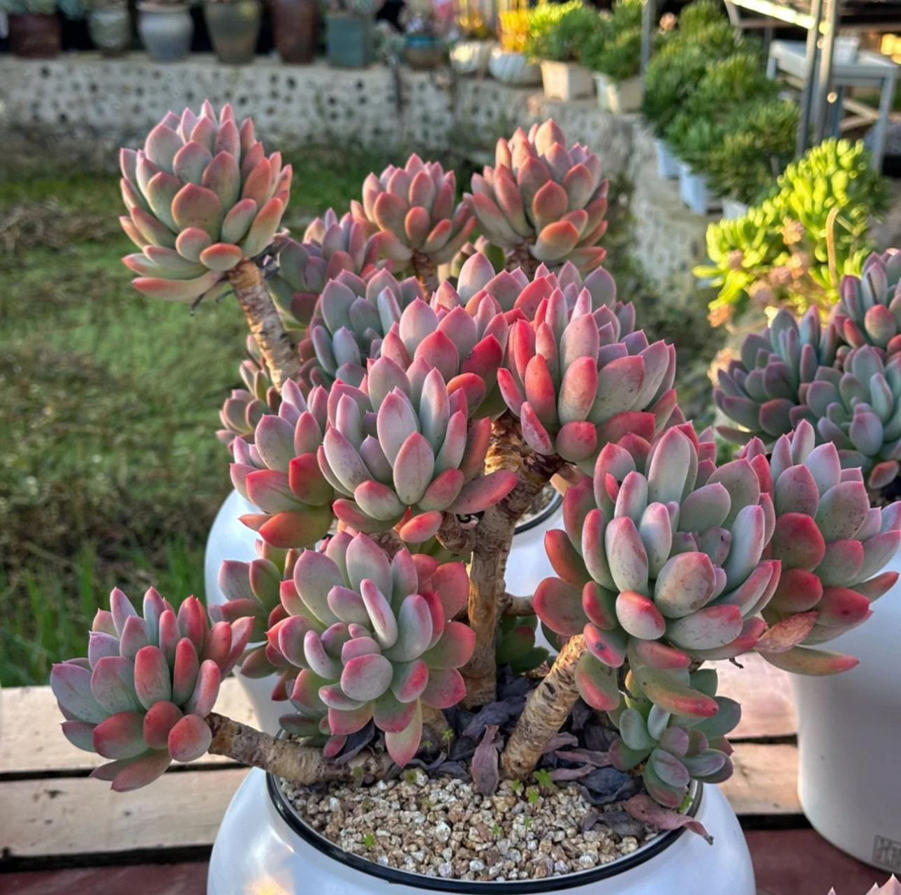 灰姑娘老桩 好看易养活  适合新手养（图片仅供参考）,鲜花速递/花卉仿真/绿植园艺,多肉植物,淘宝优惠券,粉丝福利购,淘宝优惠卷