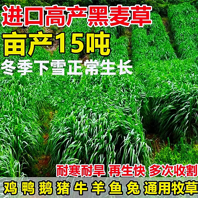 黑麦草种籽子四季多年生牧耐