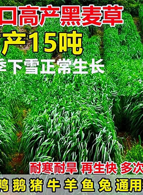 黑麦草种籽子四季多年生牧耐