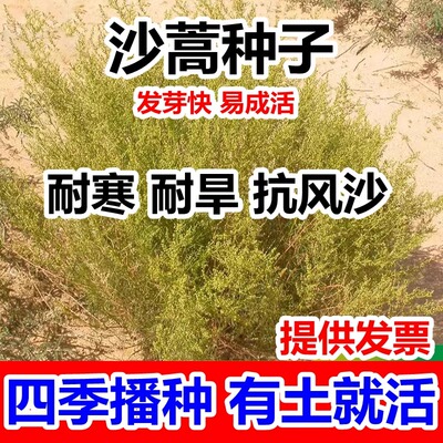 沙蒿种子籽防固牧草土护坡