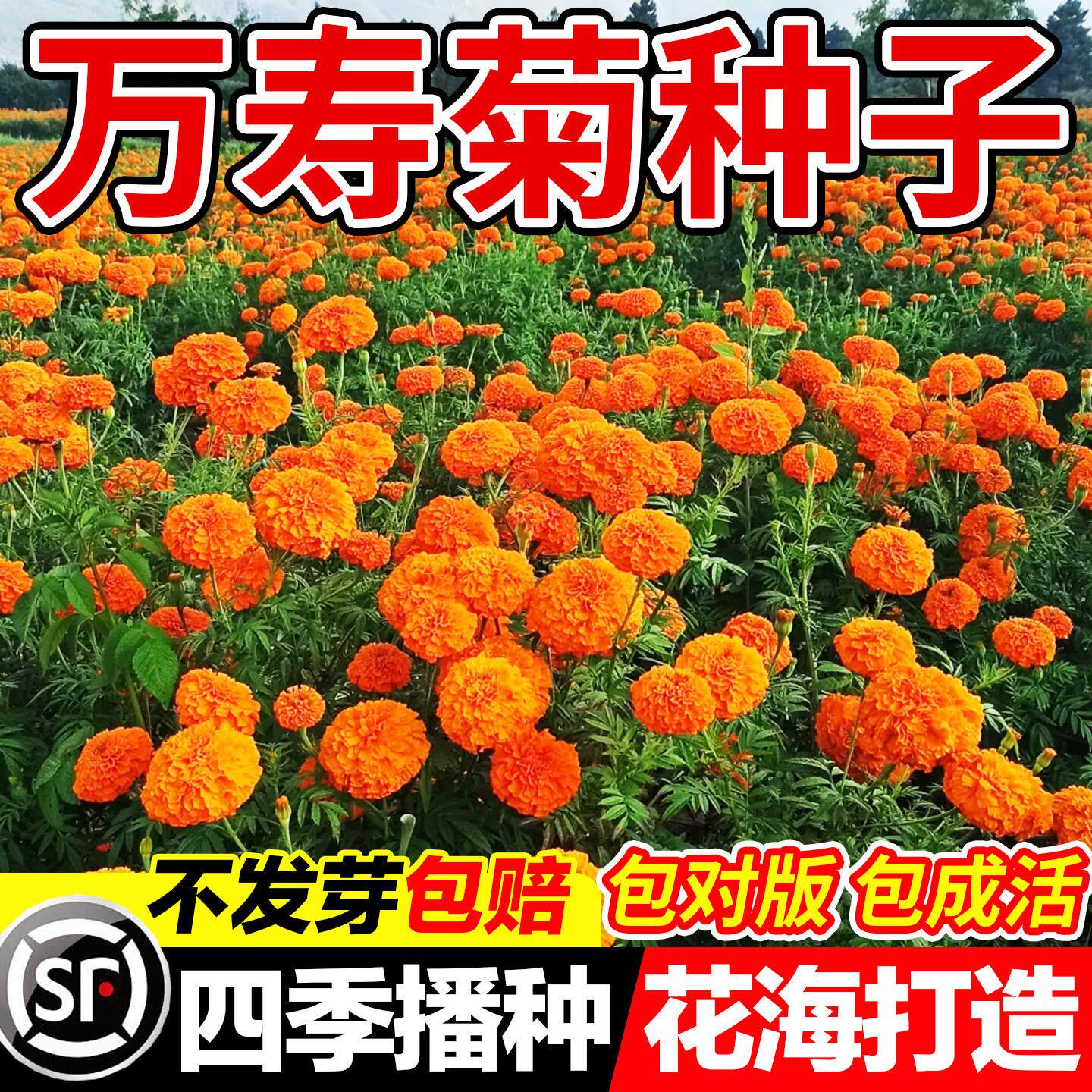 万寿菊种子混色臭芙蓉花籽