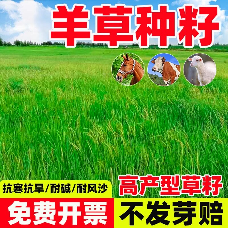 羊草种籽多年生四季牧绿化