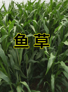 养殖再生草鱼吃的种籽畜牧牛