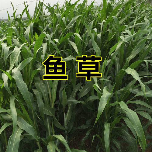 养殖再生草鱼吃的种籽畜牧牛