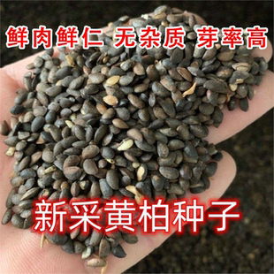 正宗藥材厚黃柏種子川黃柏剝皮黃柏黃柏苗黃柏樹川柏 當年新種