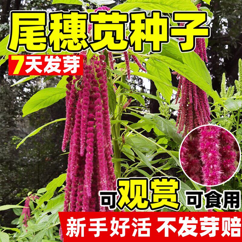 尾穗苋种子观赏花仙人谷籽