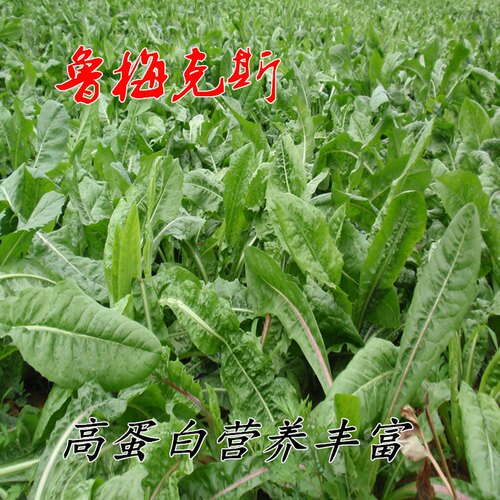 进口鲁梅克斯种子俄罗饲料