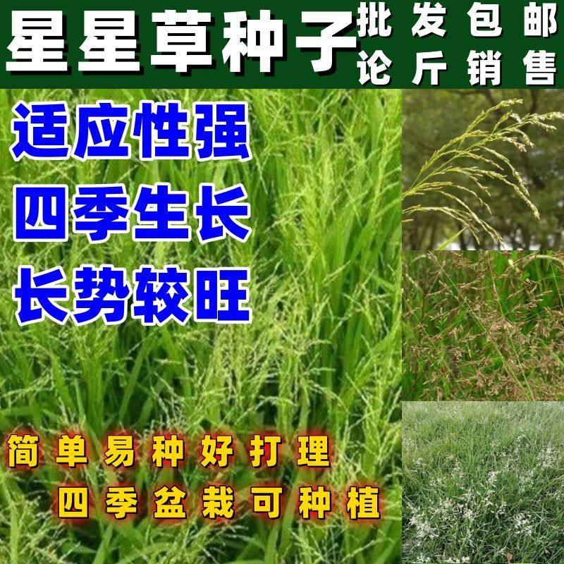 野草星种子小花碱茅营养高