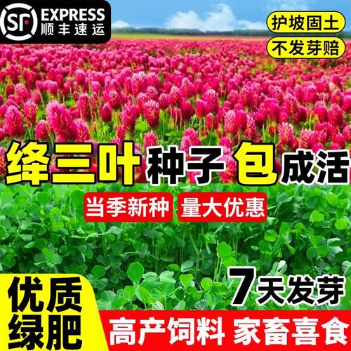 绛三叶种子地中海草果园绿