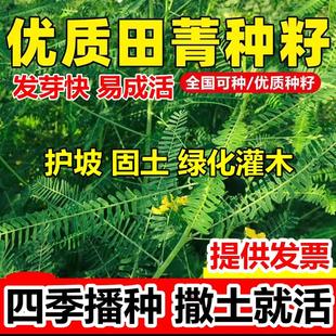 田菁种子碱青涝豆果园绿肥草种子四季牧草籽田青子紫色田箐草种籽