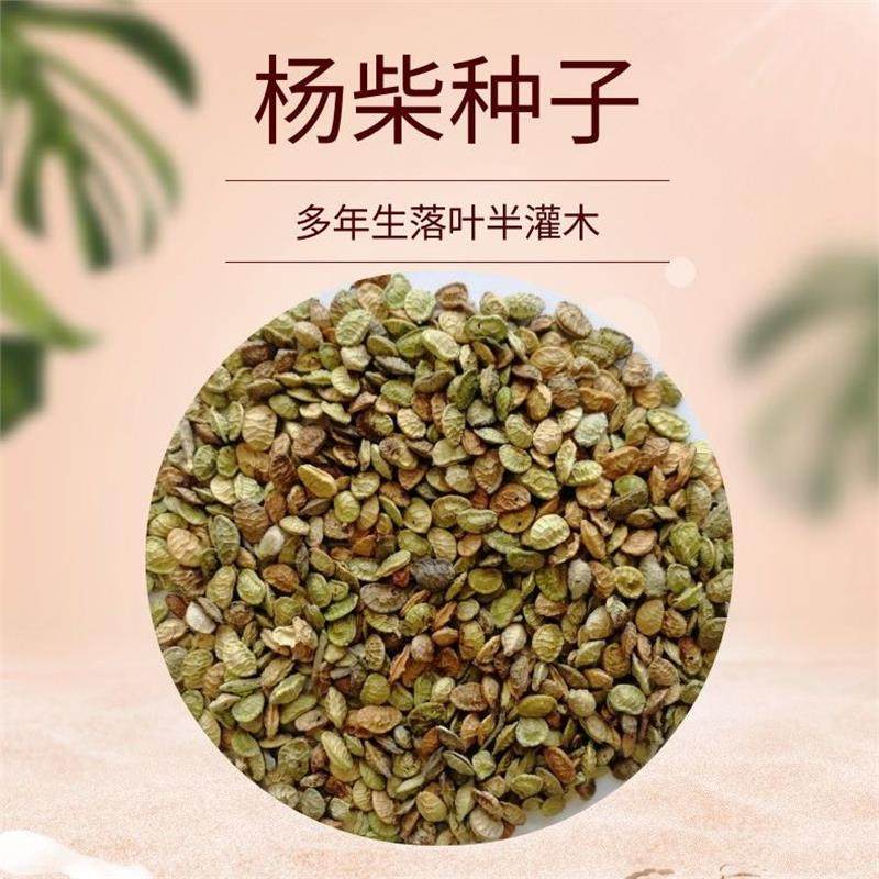 杨柴种子林木羊籽防风固沙