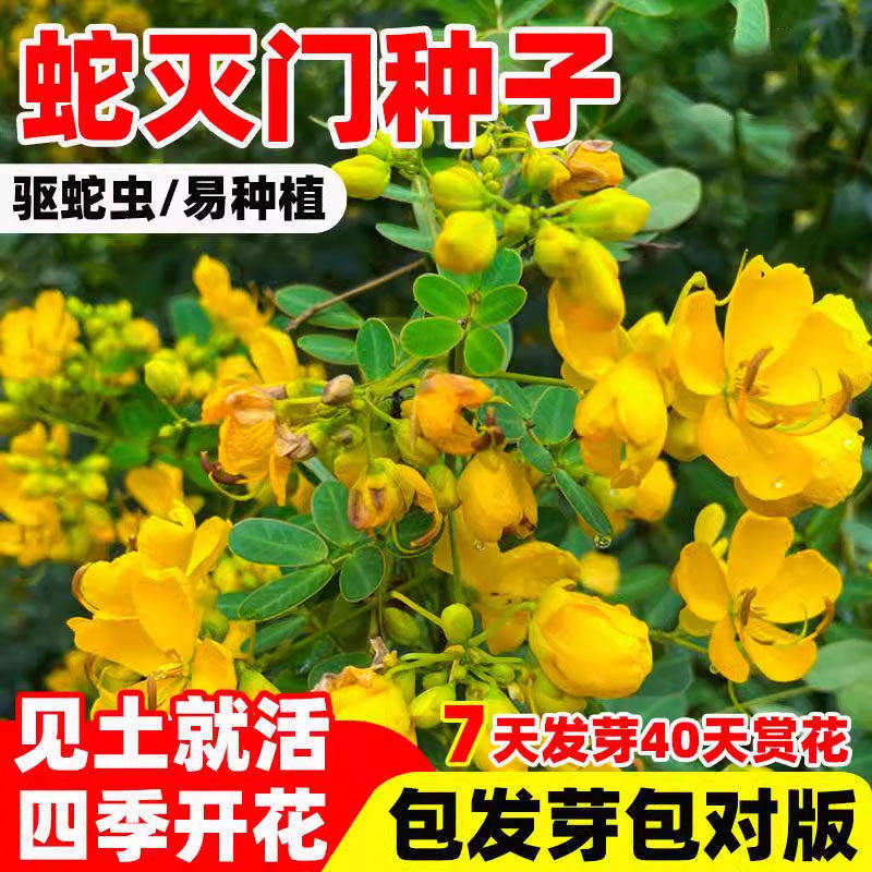 蛇灭门种子驱草孑凤凰盆栽