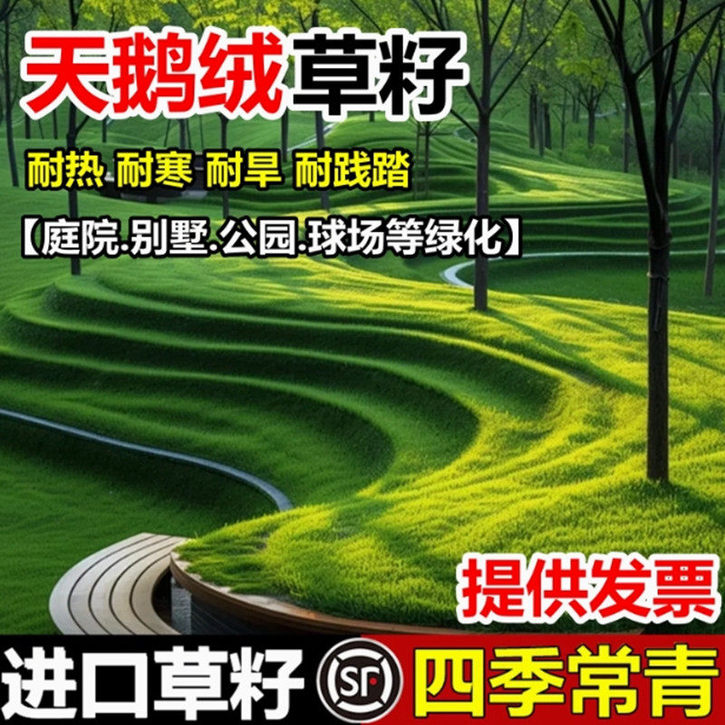 天鹅绒种子草坪籽四季青庭