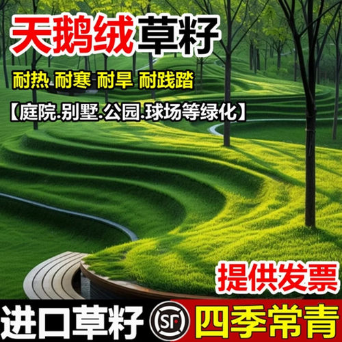 天鹅绒种子草坪籽四季青庭