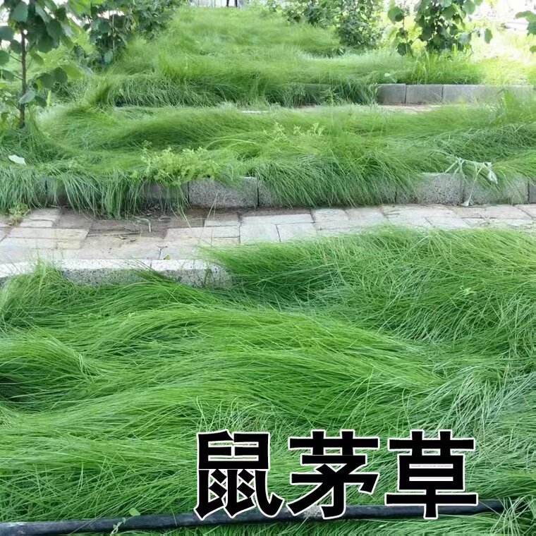 鼠茅草种籽子抑制杂见土就