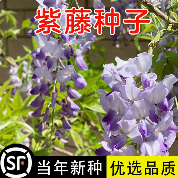 紫藤种子日本萝走廊花架爬