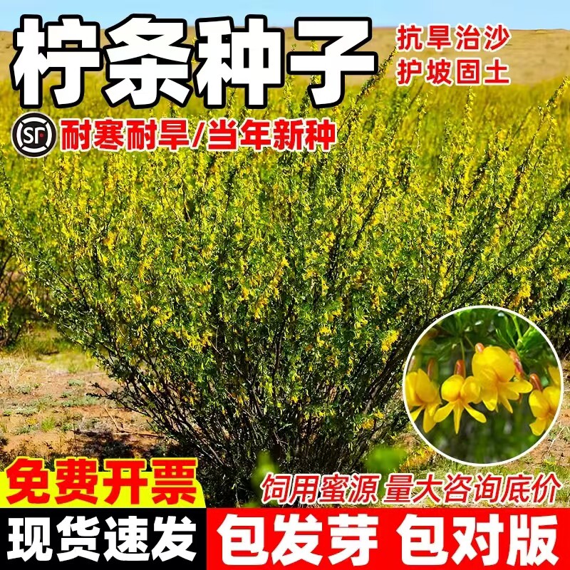 柠条种子四季护坡灌木草籽