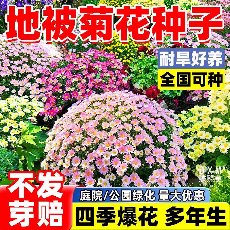 地被菊花种子多年生四季播