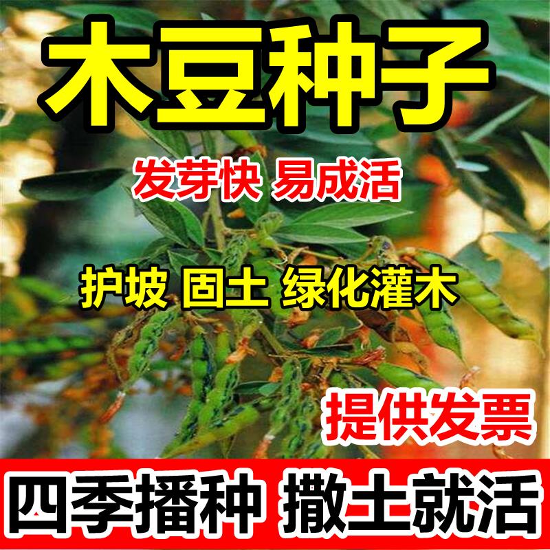木豆种子蓉观音树柳绿化药