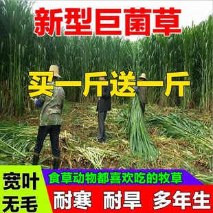 新型高产巨菌草种子多年生四季牧草甜象草皇竹草种子养殖畜牧草籽