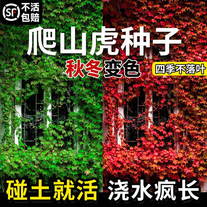 爬山虎种子树苗不落叶草籽藤条爬藤植物爬墙虎苗三五叶四季种籽孑