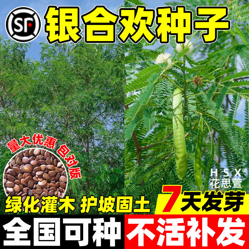 绿化合欢种子又名绒花树籽