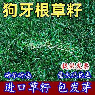 进口狗牙根草坪草籽矮生百慕大草坪种子耐践踏免修剪护坡固土草种
