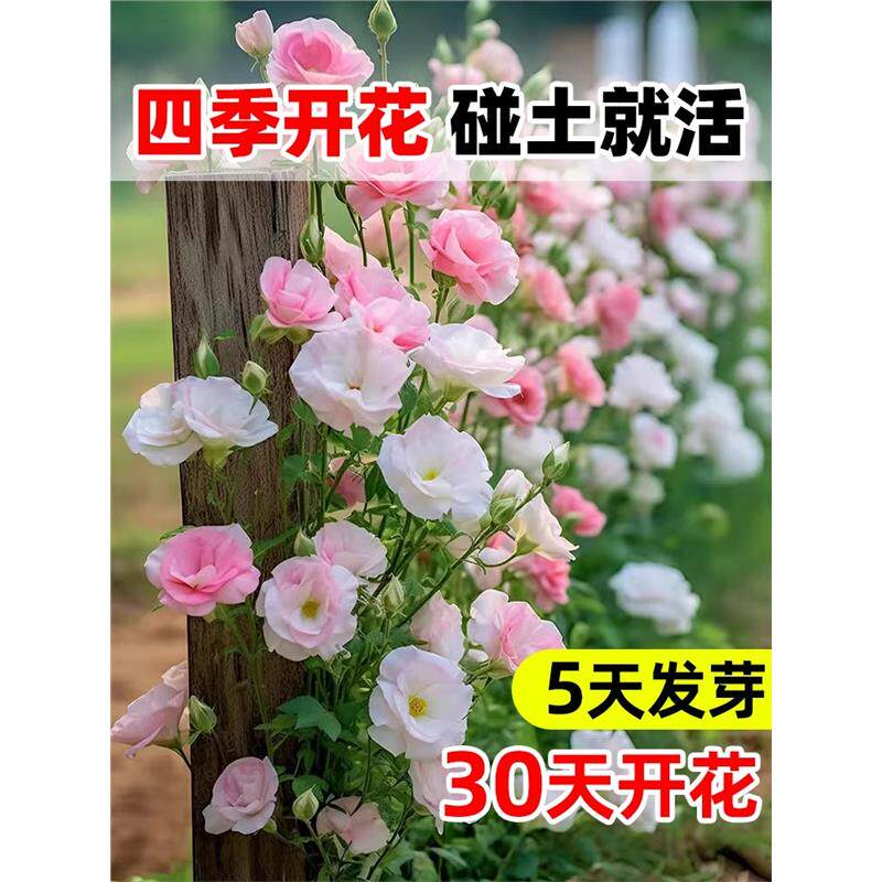 进口重瓣洋桔梗花种籽混色
