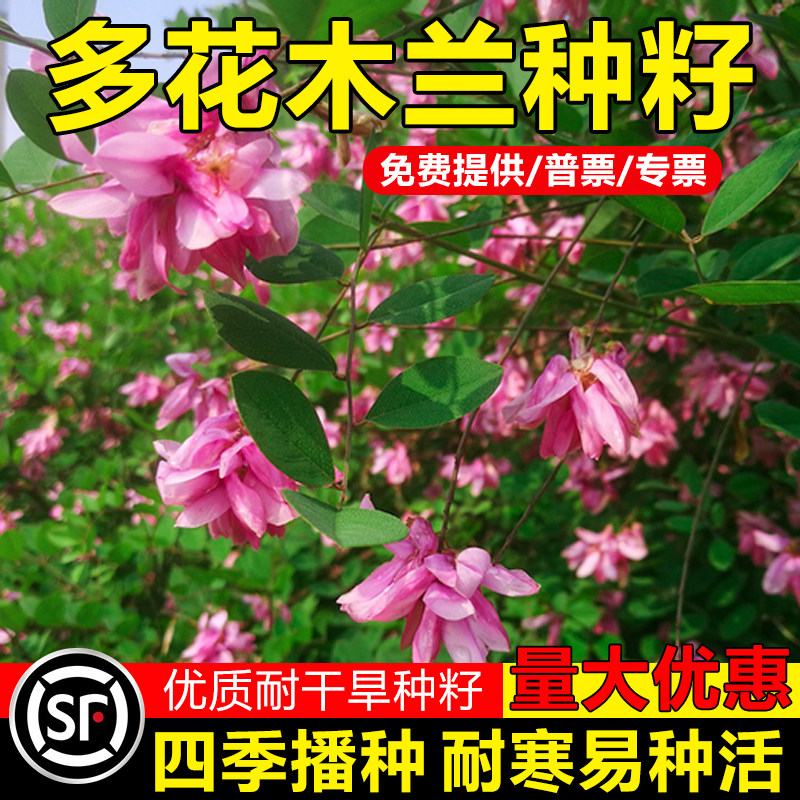 多花木兰种子蜜源植物草籽