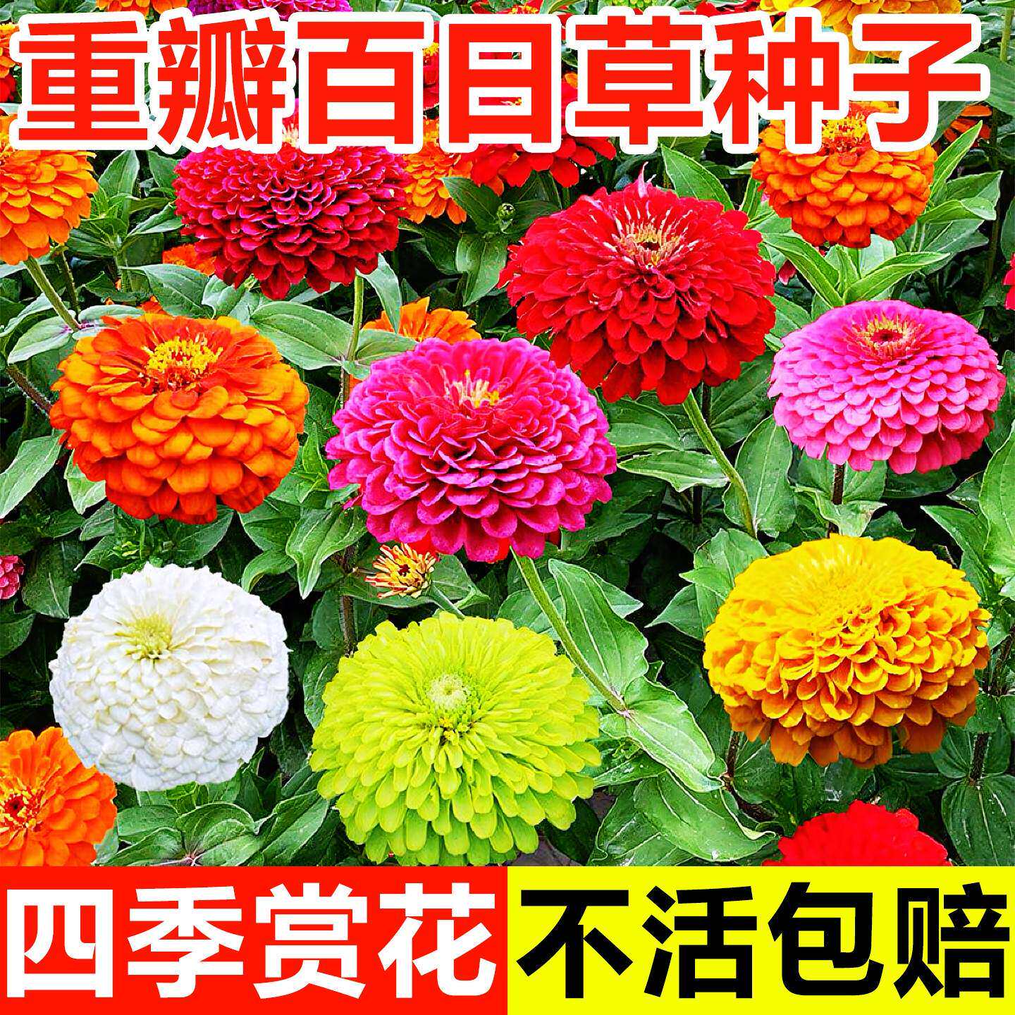 百日草花种子四季易开矮生