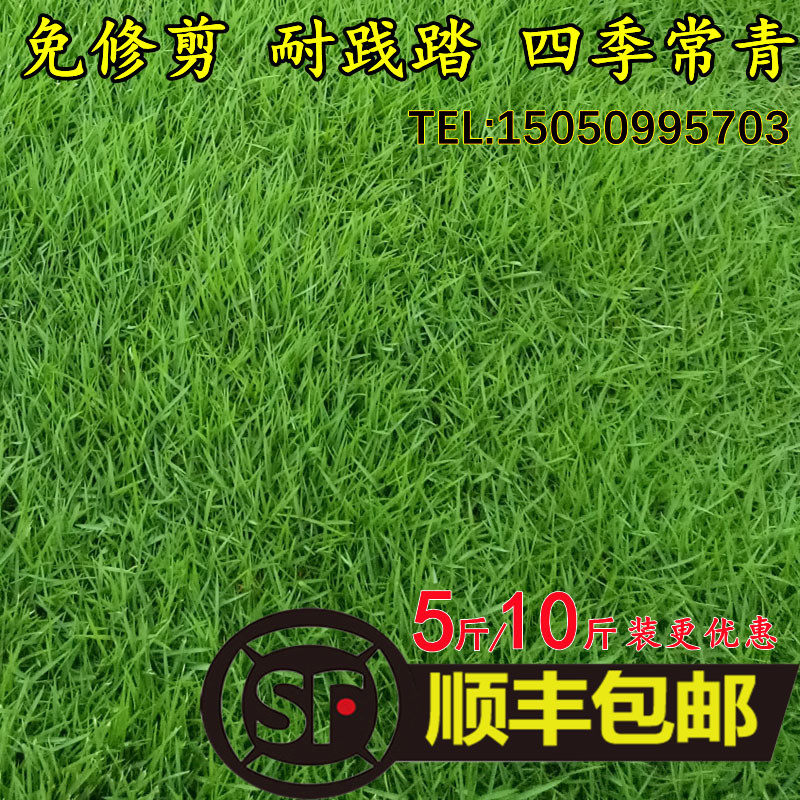 草坪草籽四季常青庭院绿化