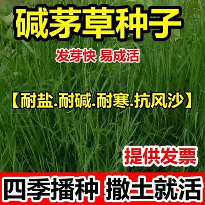 碱茅草种子籽披紫羊红豆牧