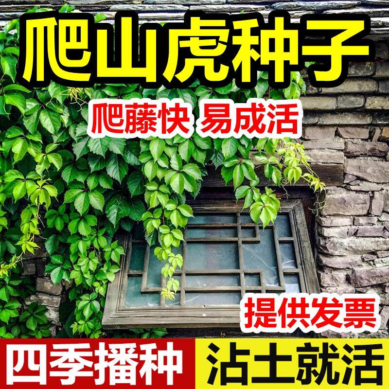 新采爬山虎种子墙的籽藤植