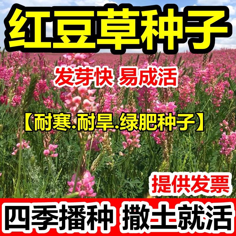红豆草种子多年生牧观赏皇